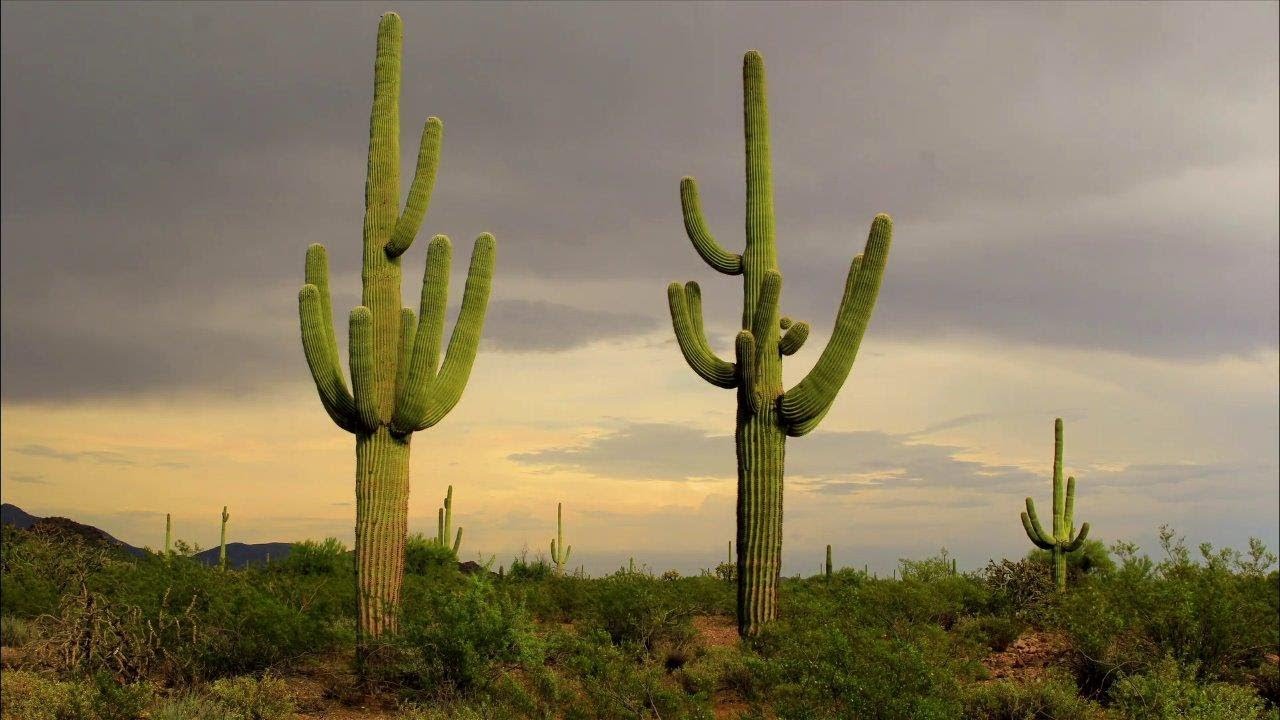 <h3>Arieal Cactus Identification</h3>